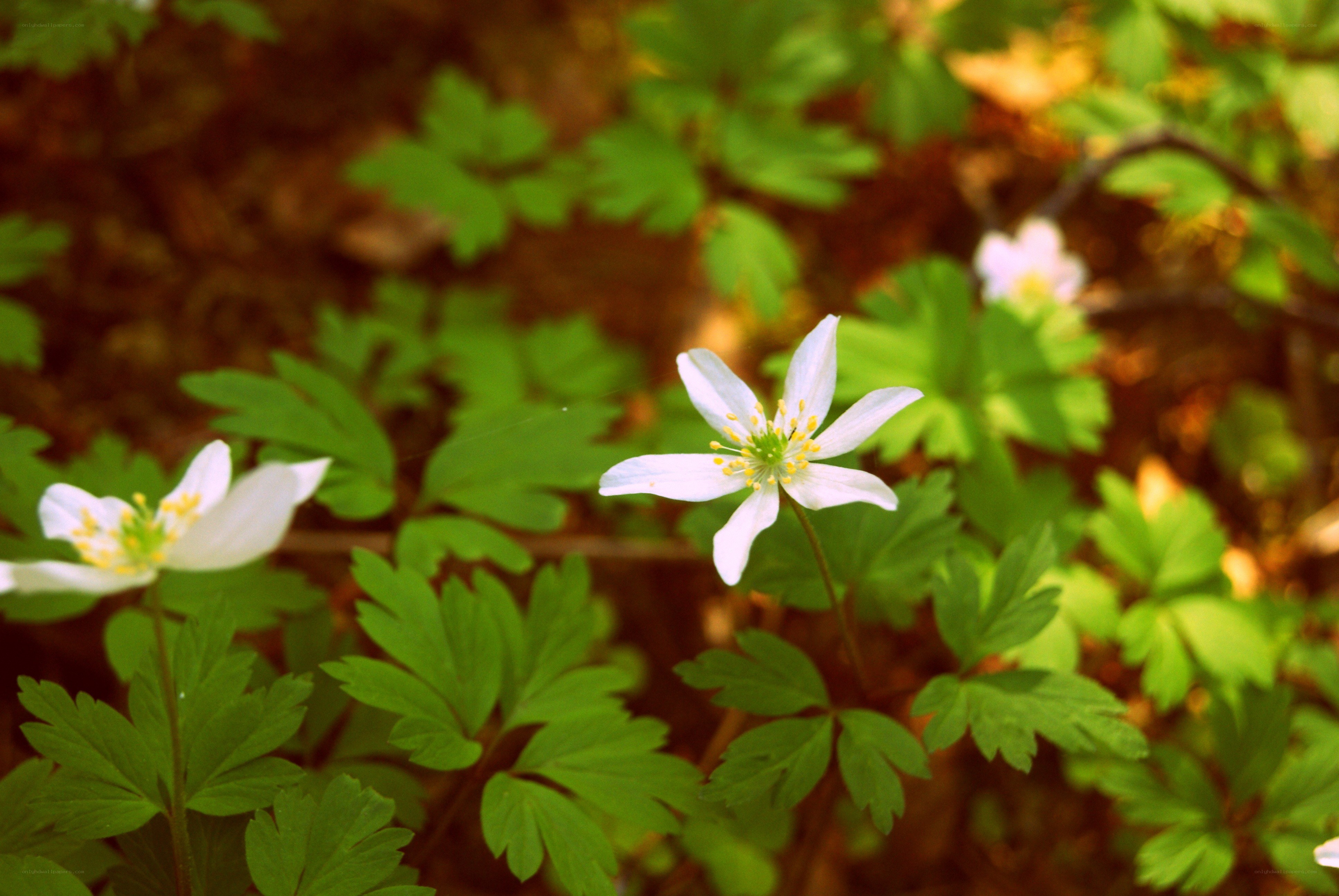 White flowers in a forest