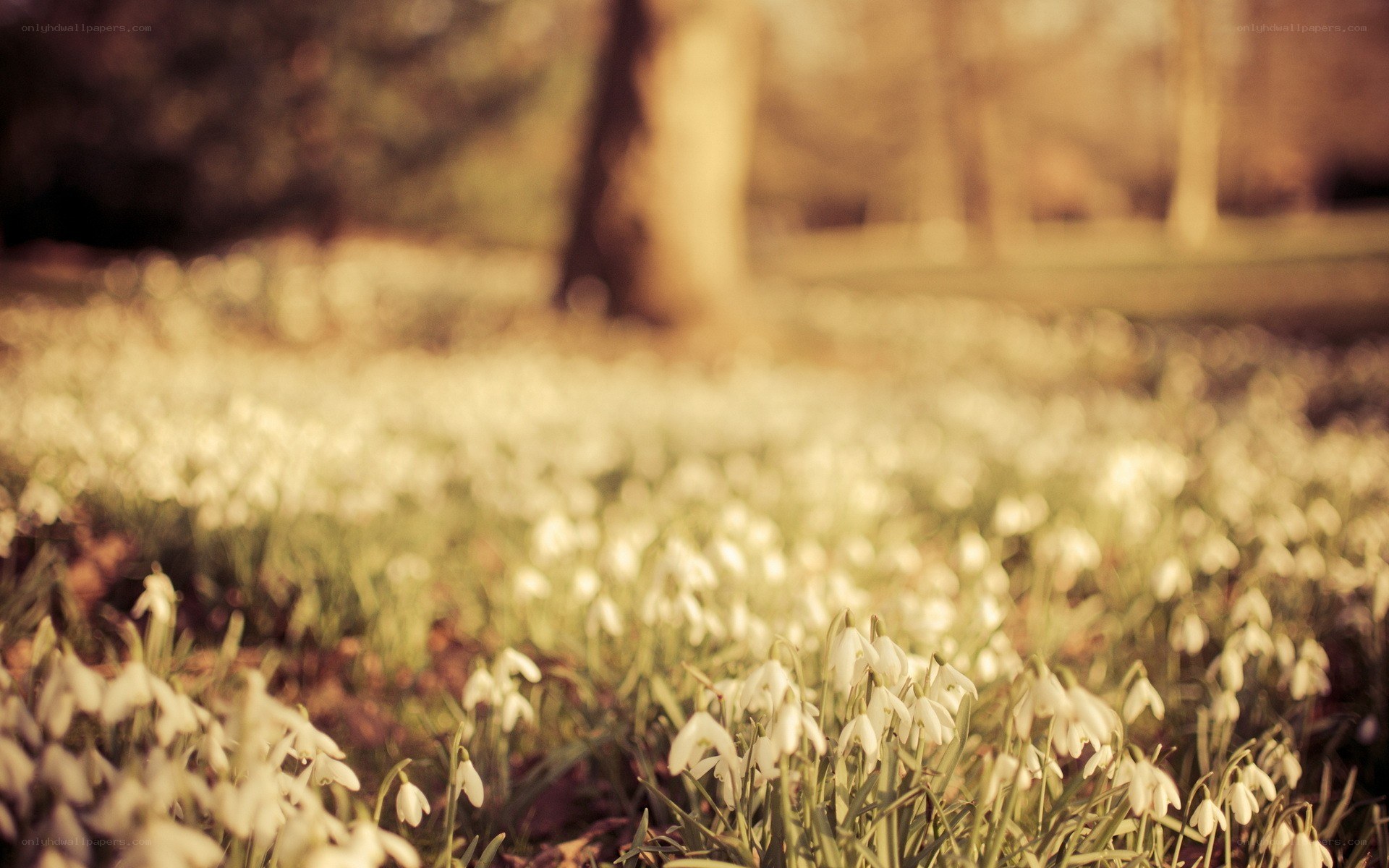 white flowers in a forest