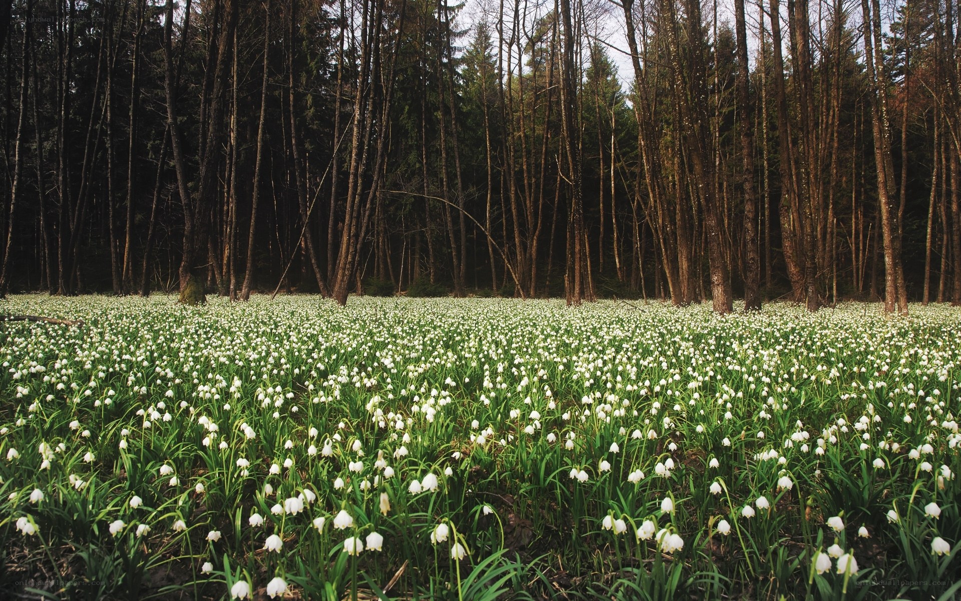 White flowers in a forest