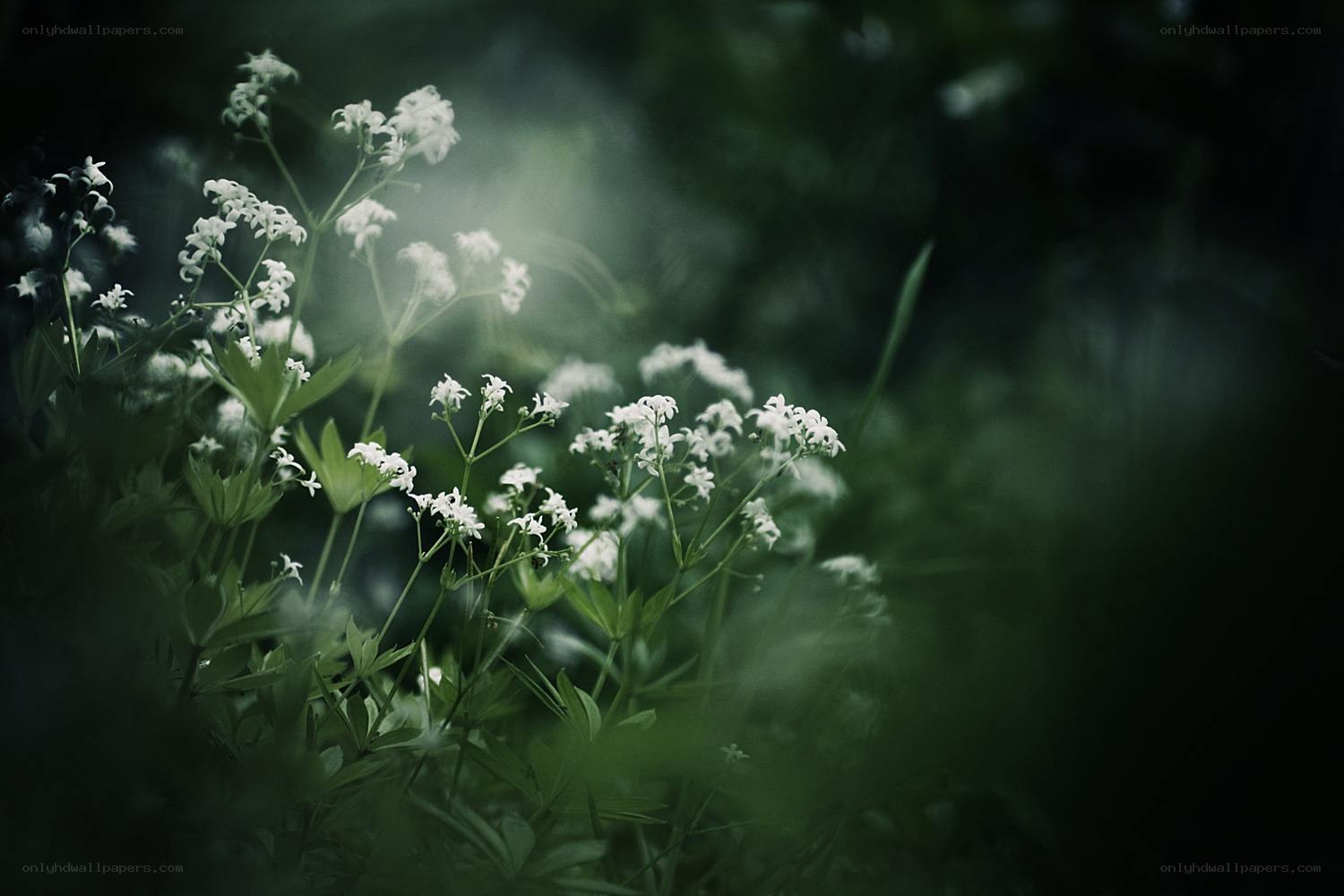 White flowers in a forest