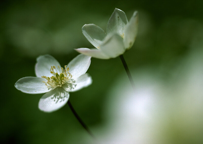 White flowers in a forest