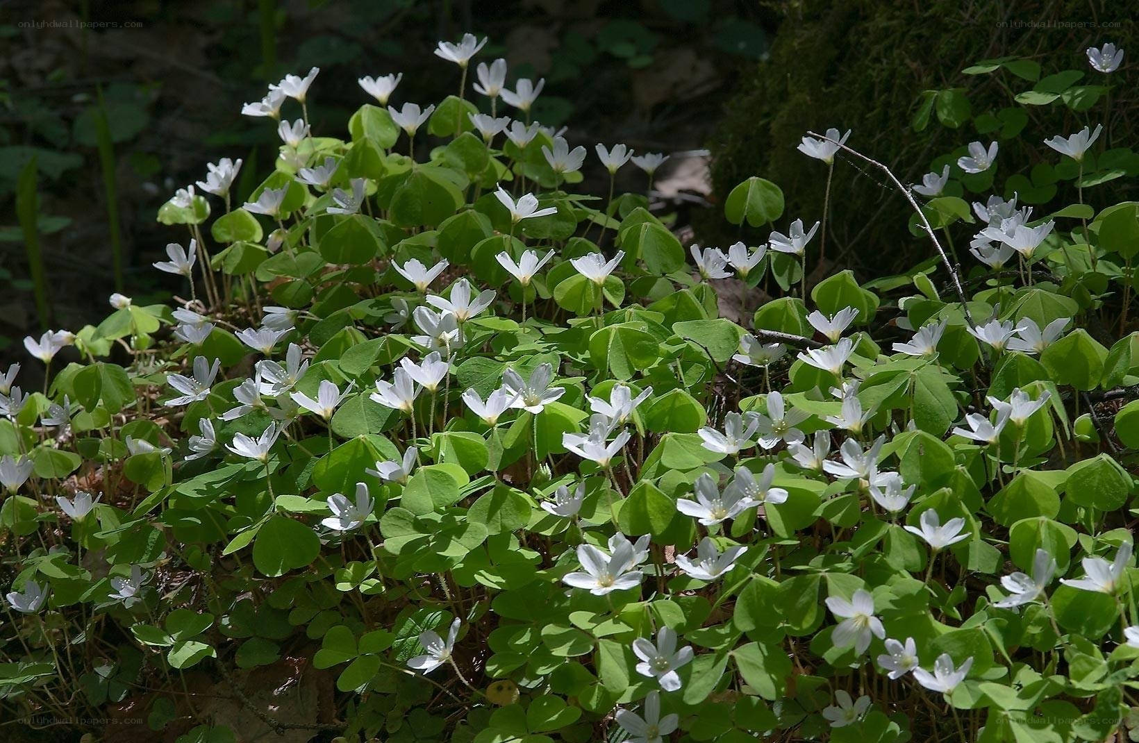 White flowers in a forest