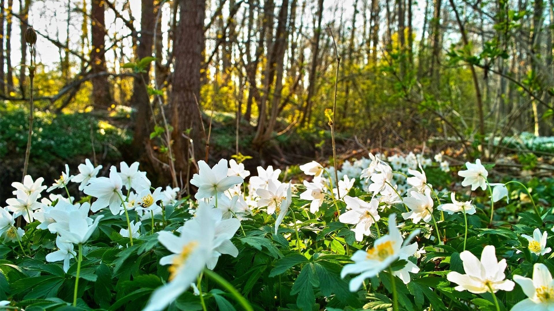 White flowers in a forest