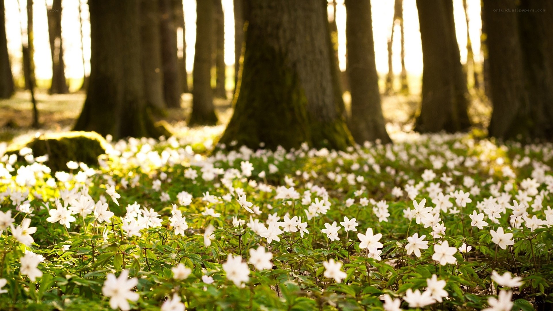 White flowers in a forest