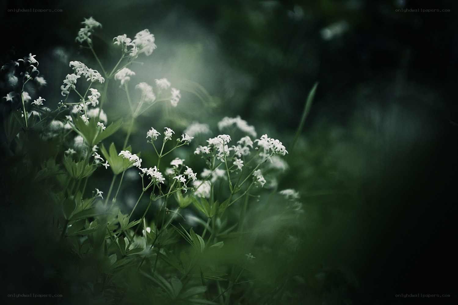 White flowers in a forest