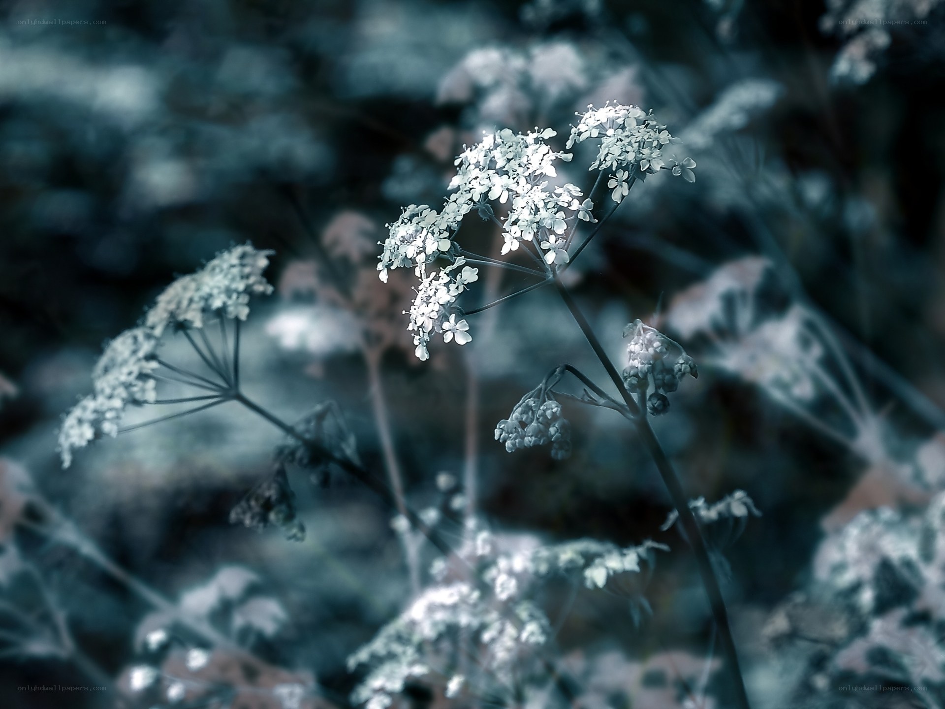 White flowers in a forest
