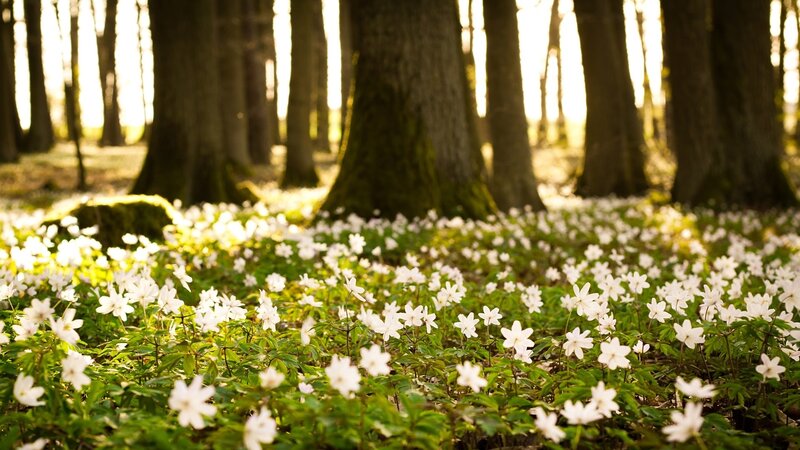 White flowers in a forest