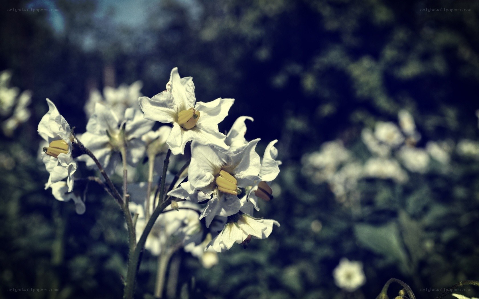 white flowers in a garden
