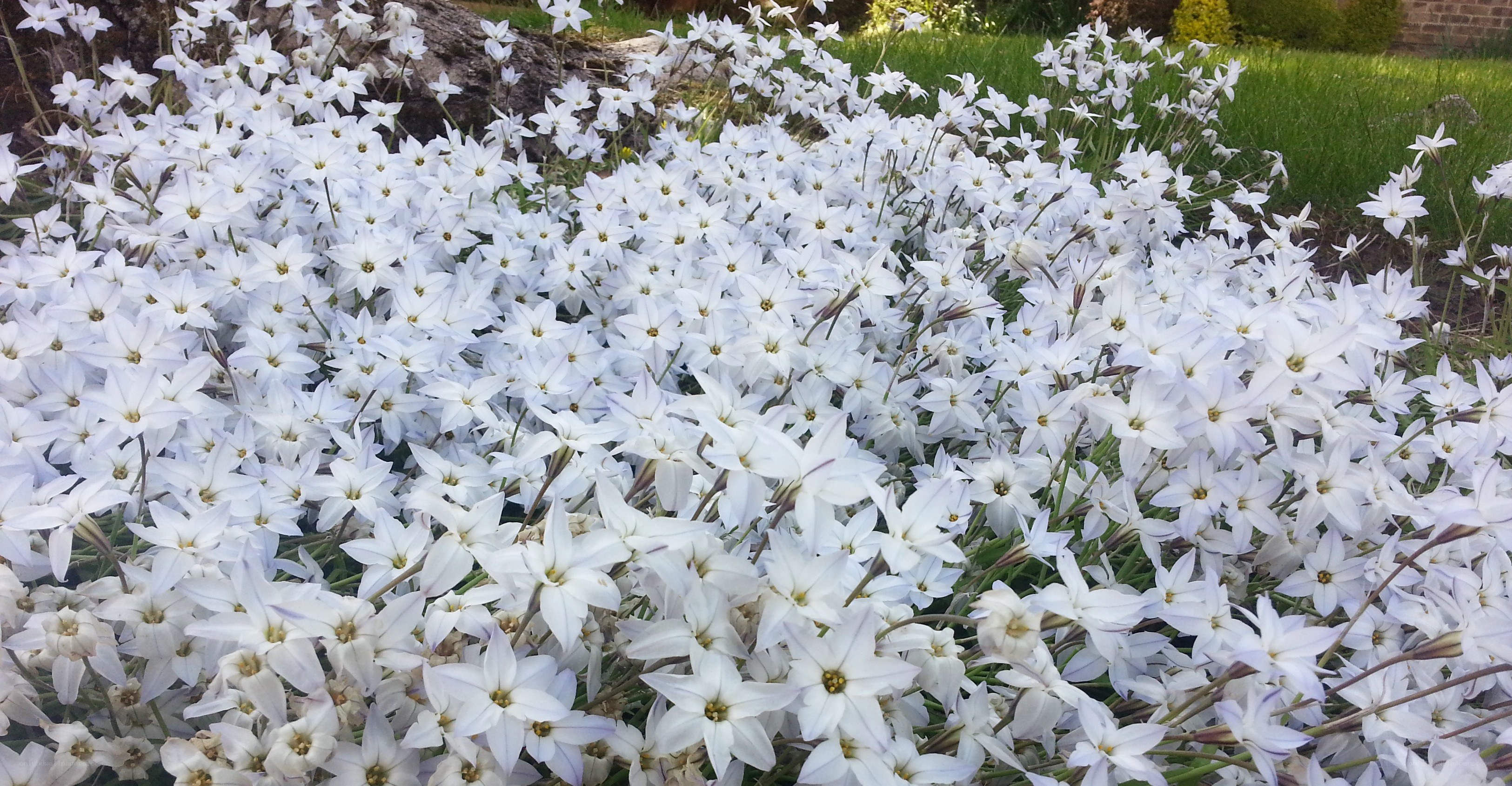 White flowers in a garden