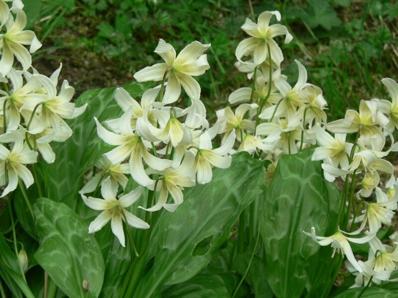 white flowers in a garden