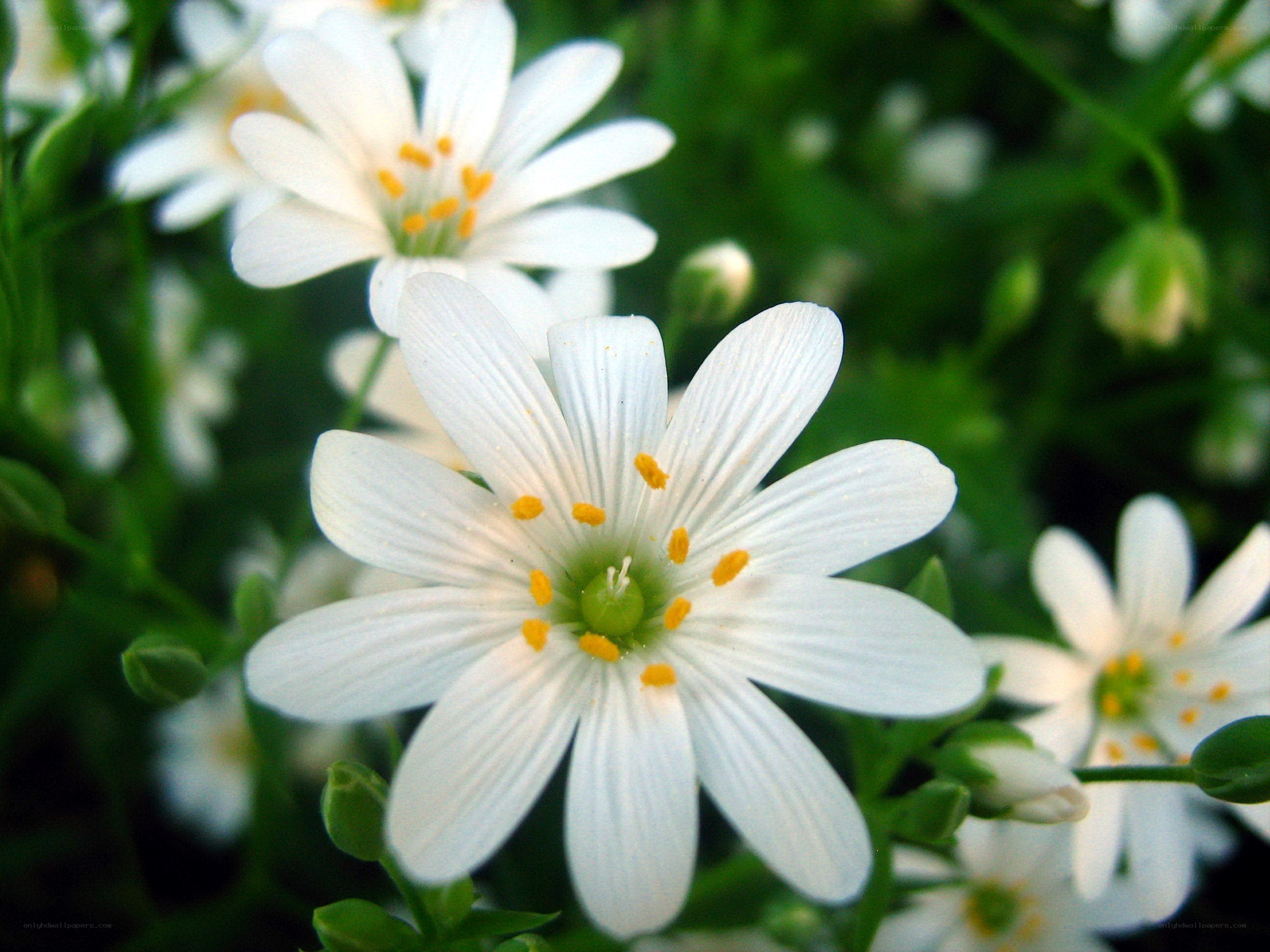 white flowers in a garden