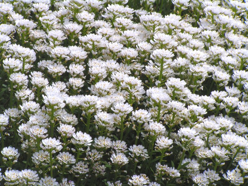 white flowers in a garden