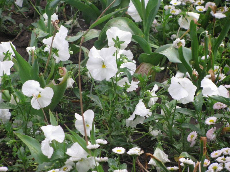 White flowers in a garden