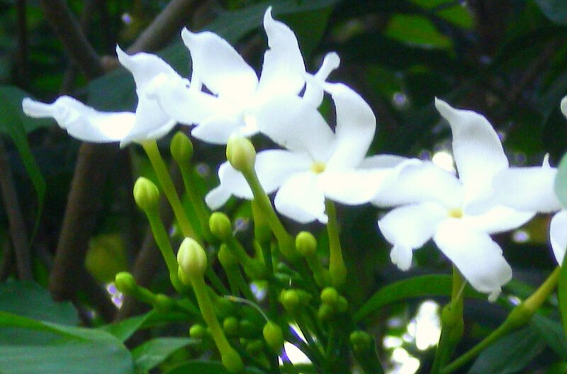 white flowers in a garden