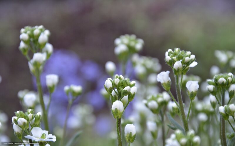 White flowers in a garden