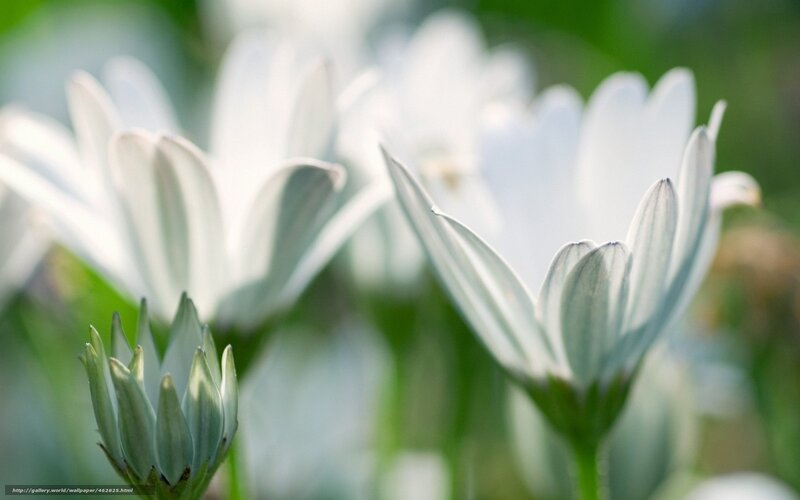 White flowers in a garden