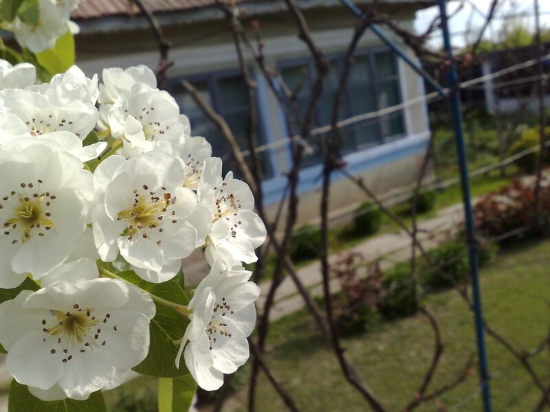 White flowers in a garden