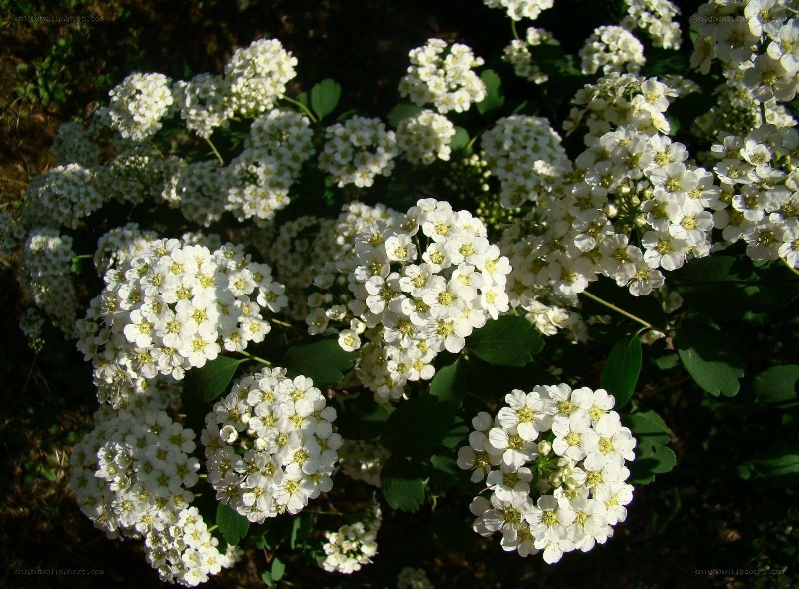 white flowers in a garden