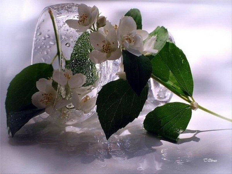 White flowers in a glass