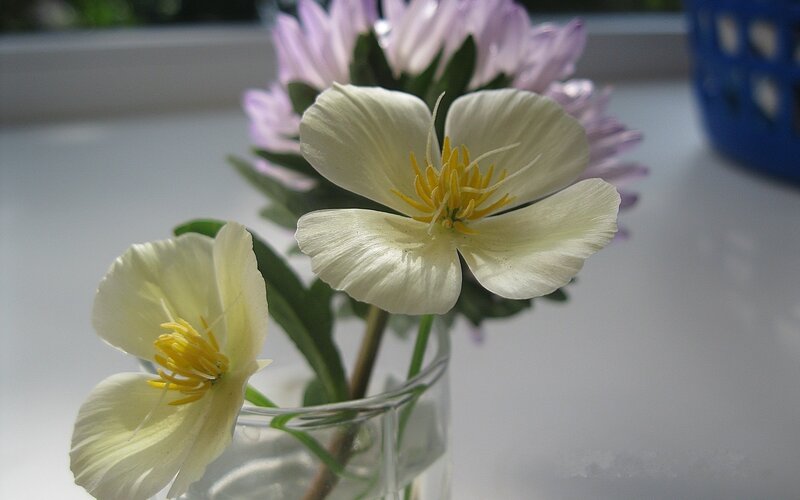 White flowers in a glass vase