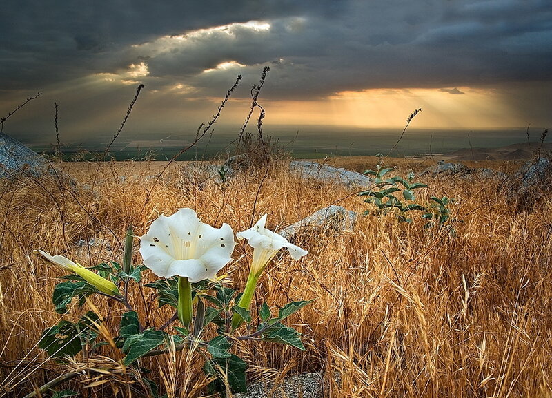 White flowers in a golden field