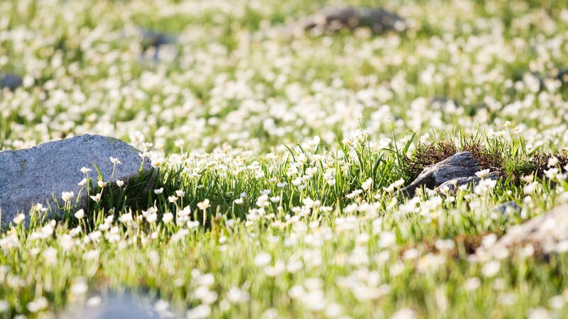 White flowers in a green field