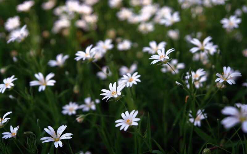 White flowers in a green field
