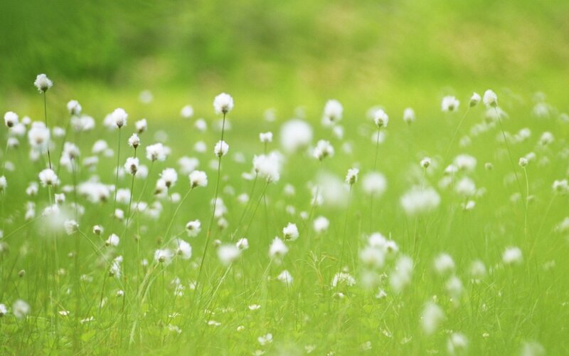 White flowers in a green field