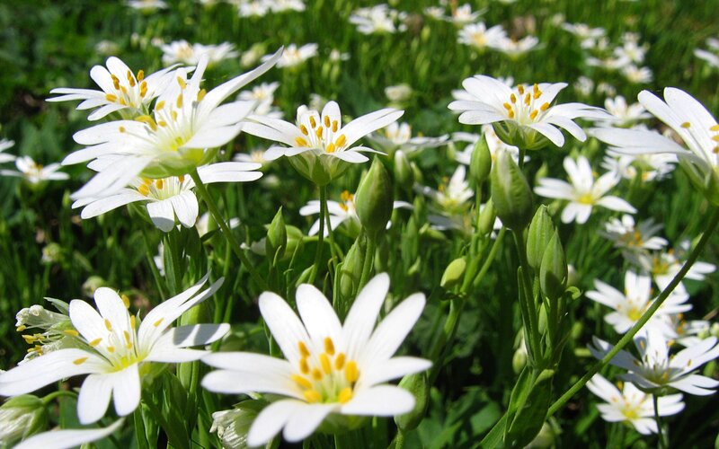 White flowers in a green field