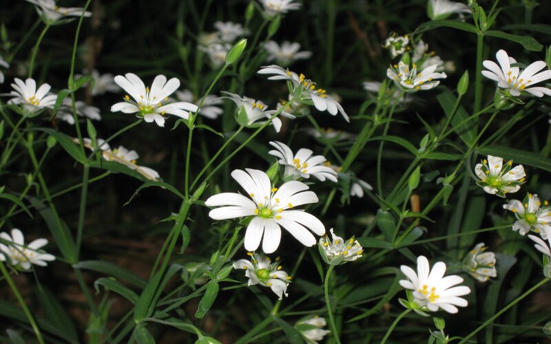 White flowers in a green field