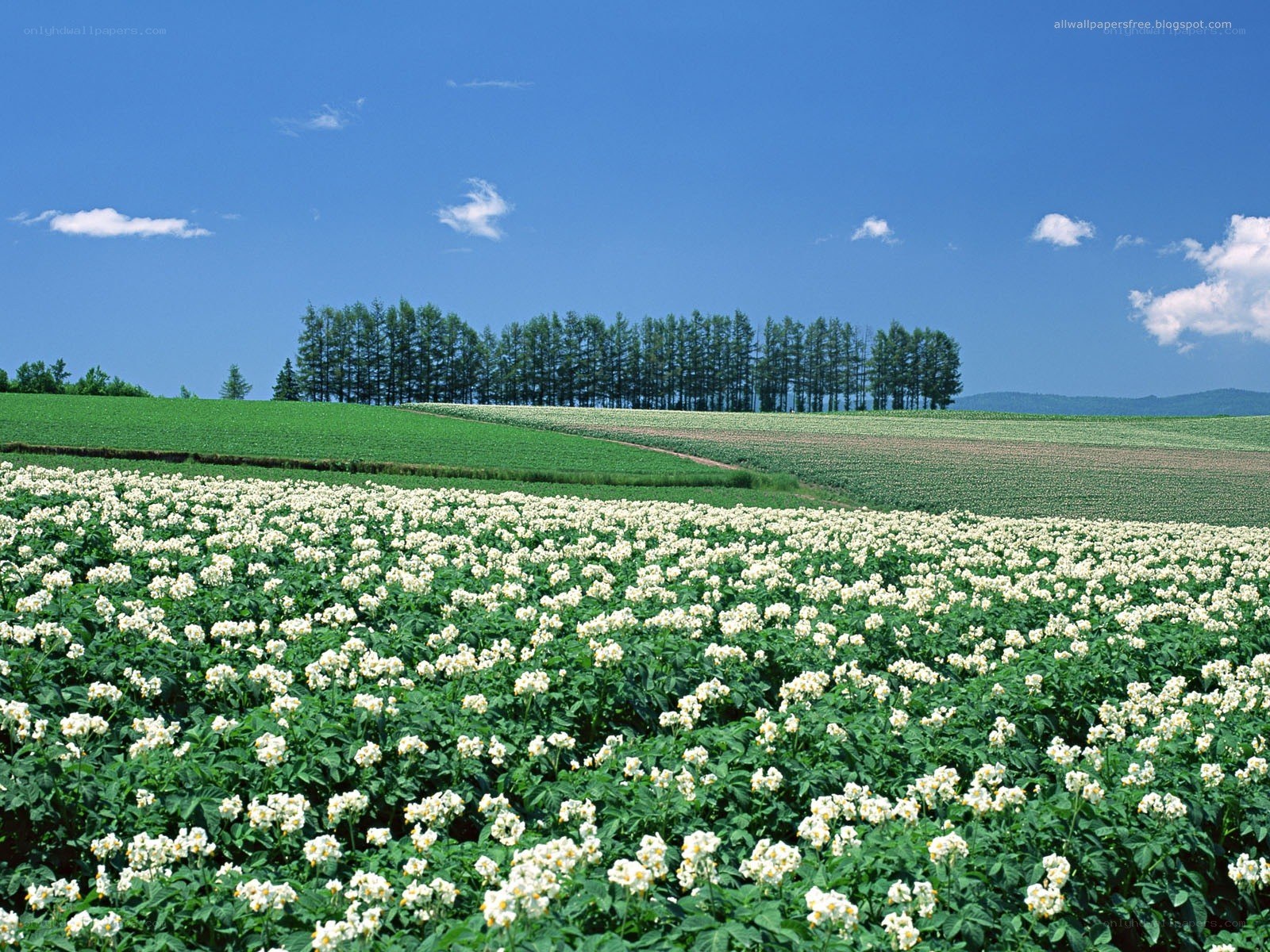 White flowers in a green field
