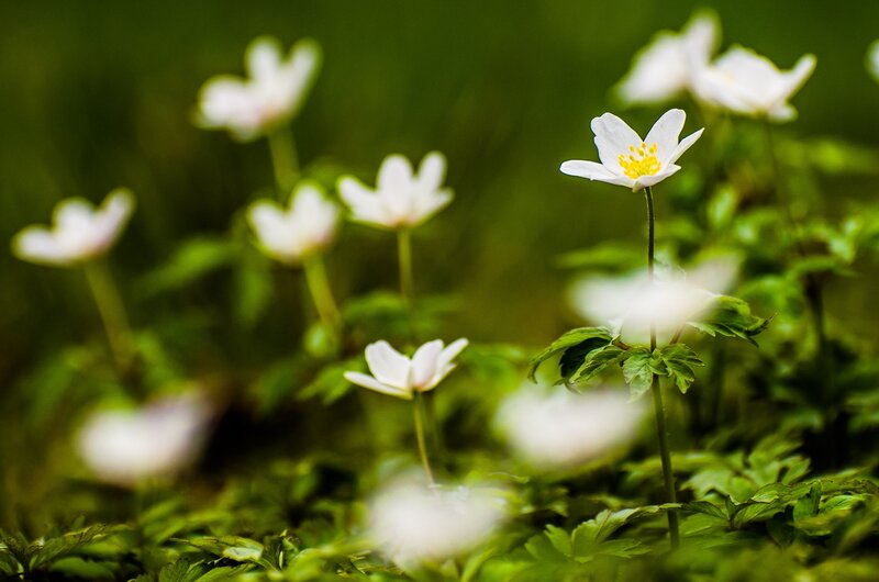 White flowers in a green field