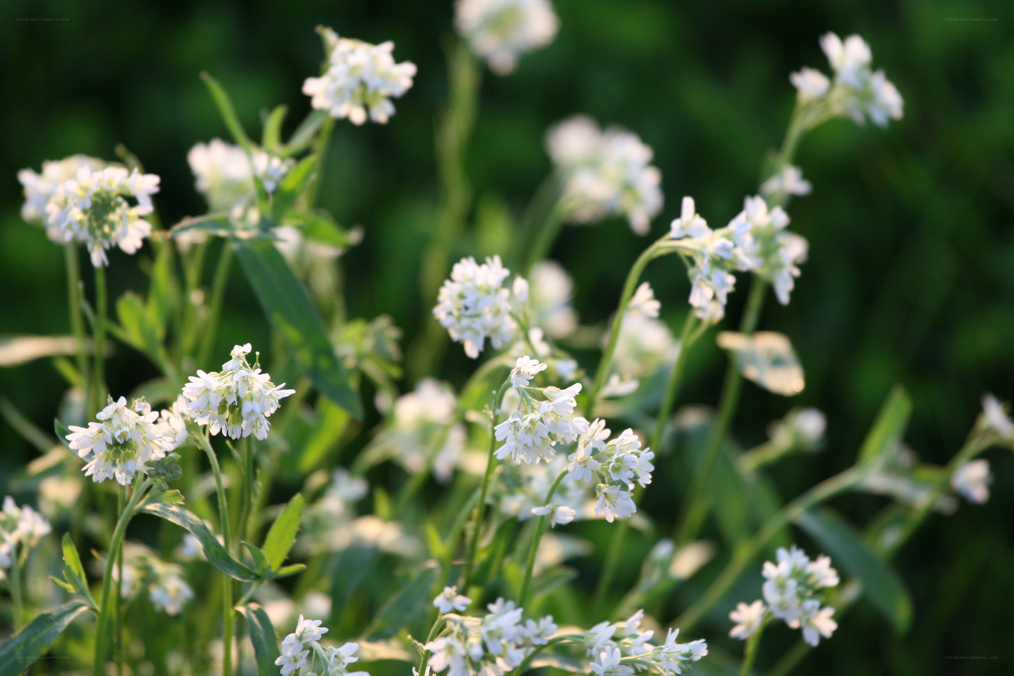 White flowers in a green field
