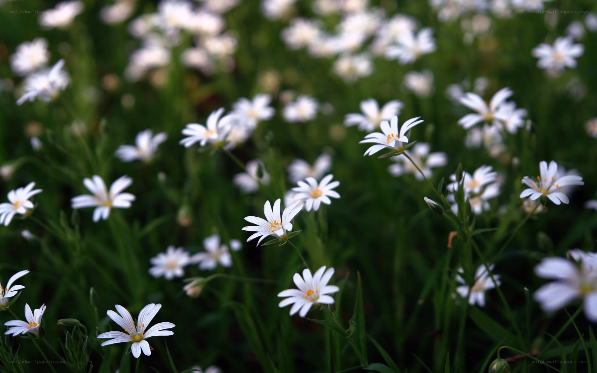 White flowers in a green field