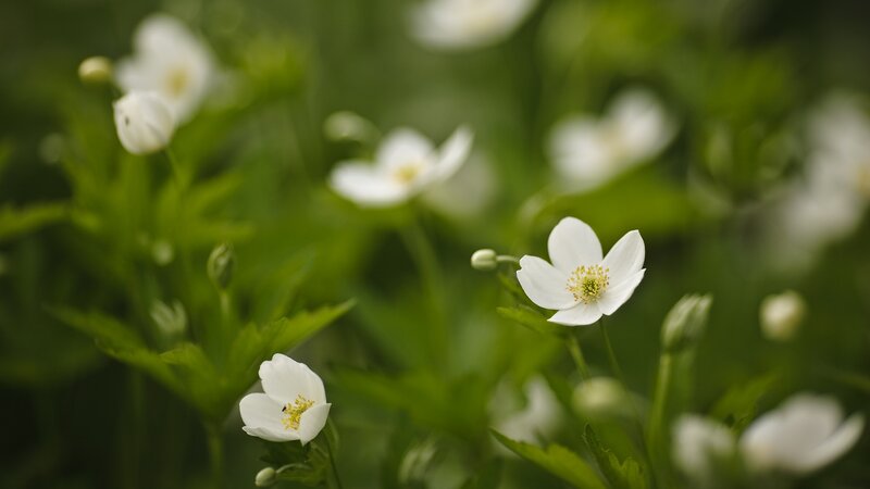 White flowers in a green field