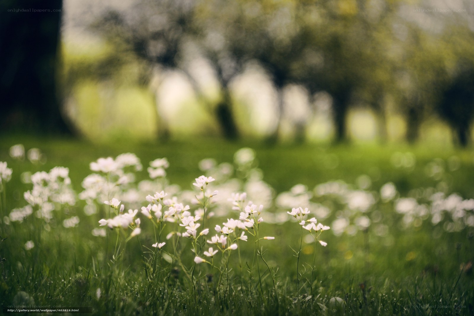 White flowers in a green field