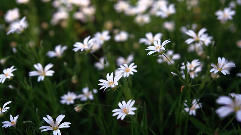 White flowers in a green field
