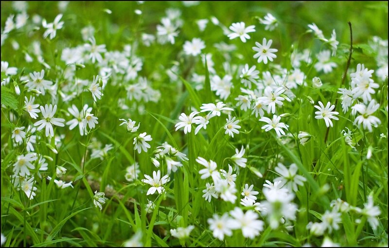 White flowers in a green field