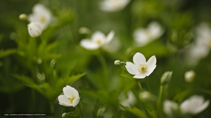 White flowers in a green field