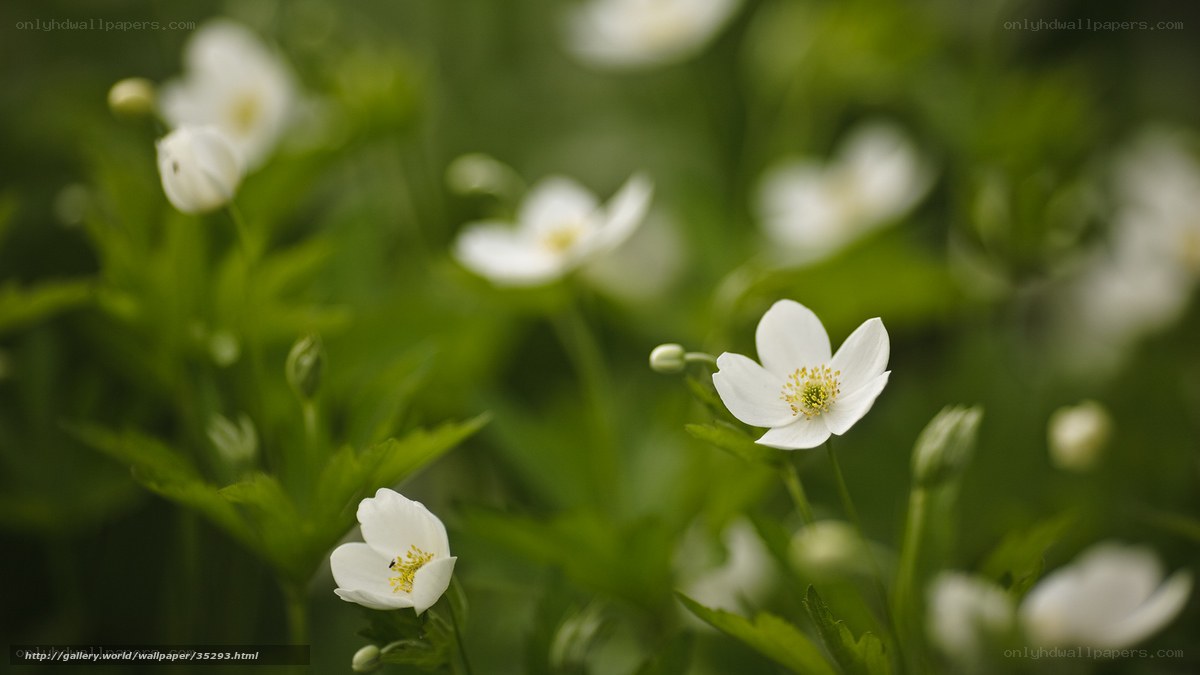 White flowers in a green field