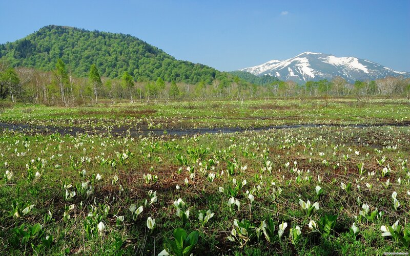 White flowers in a marshy field
