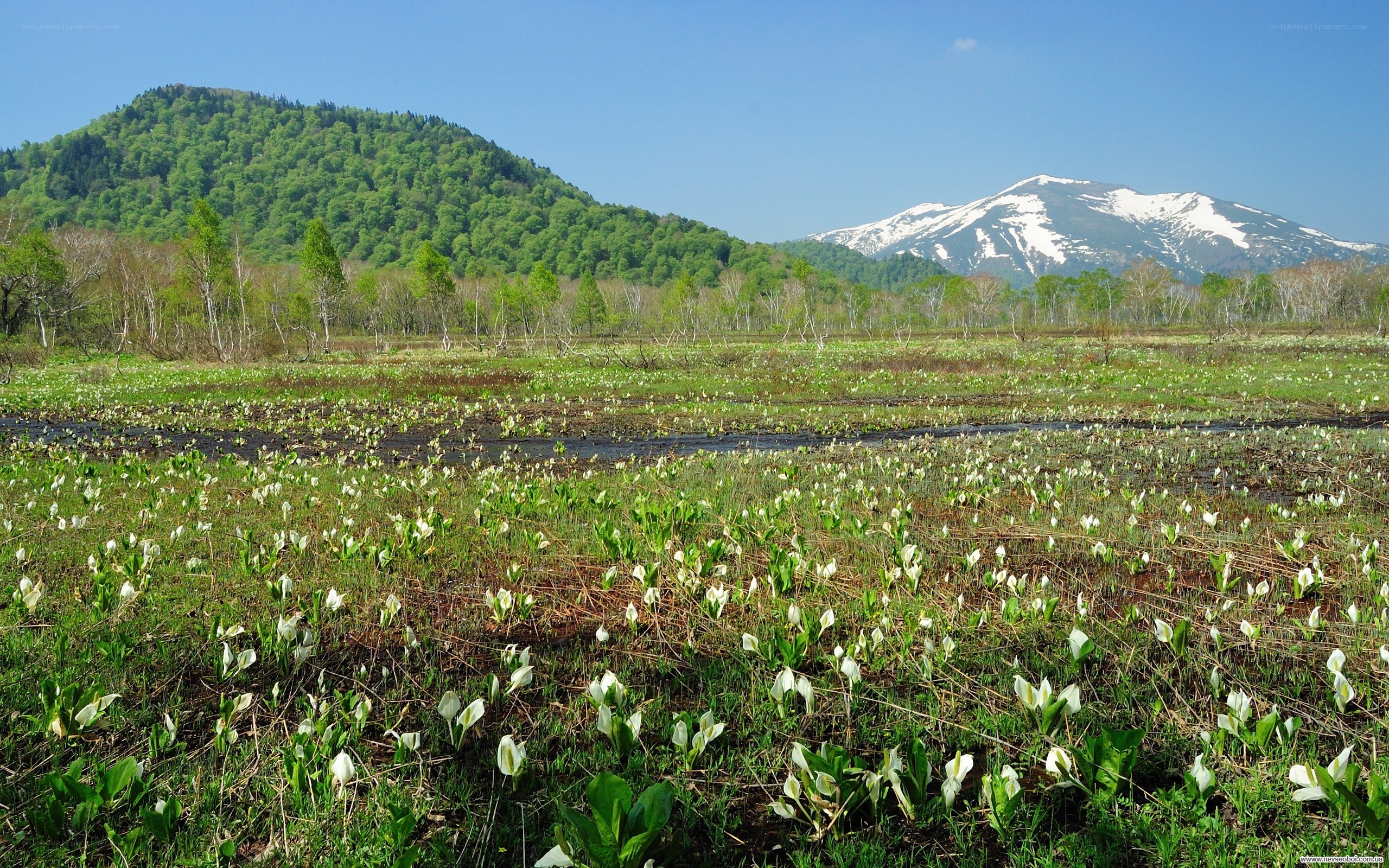 White flowers in a marshy field