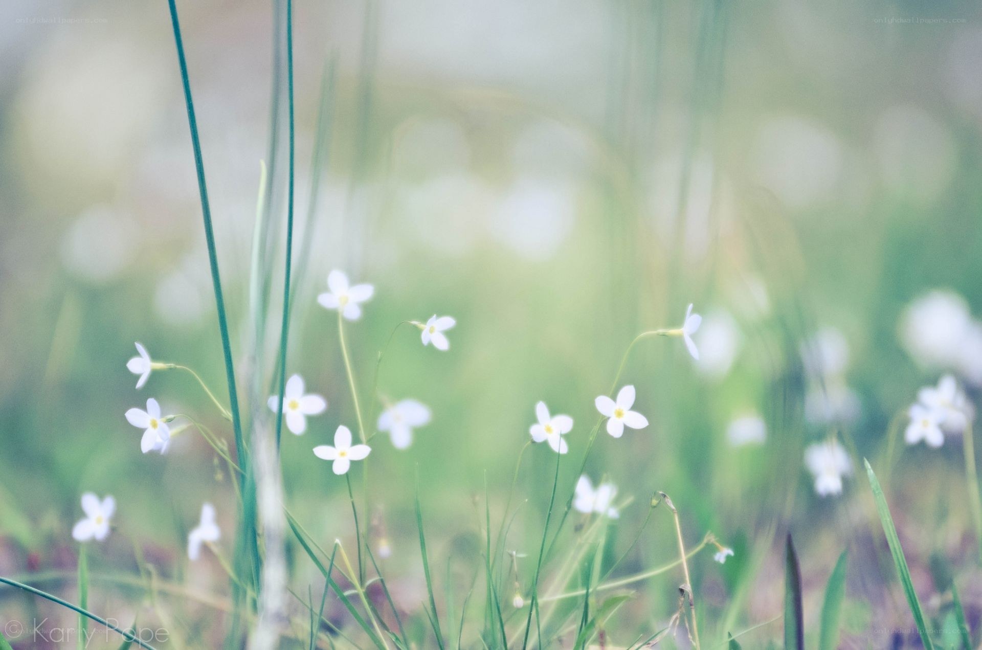 White flowers in a meadow