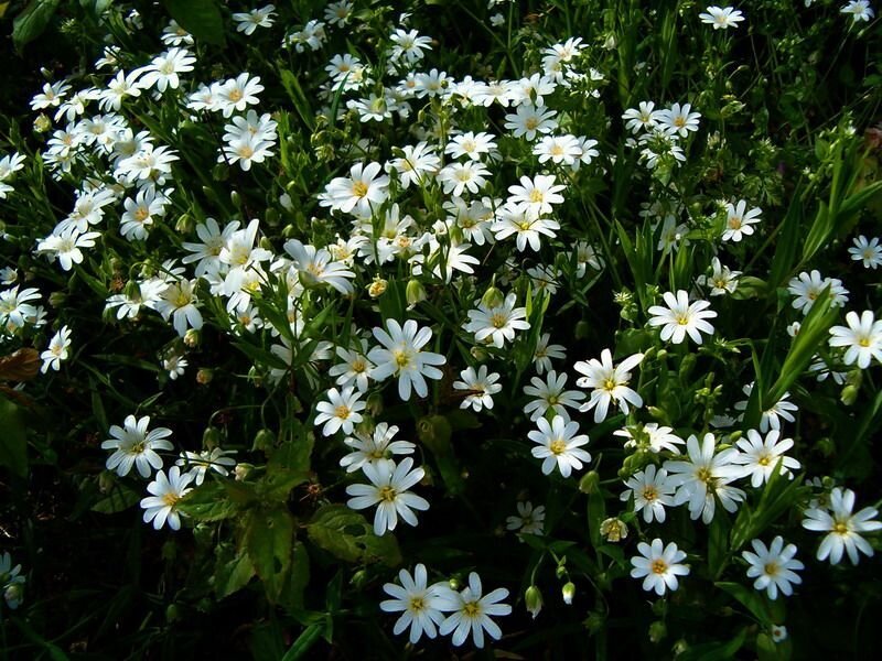White flowers in a meadow