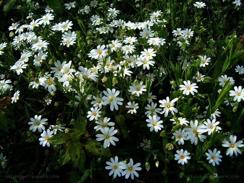 White flowers in a meadow