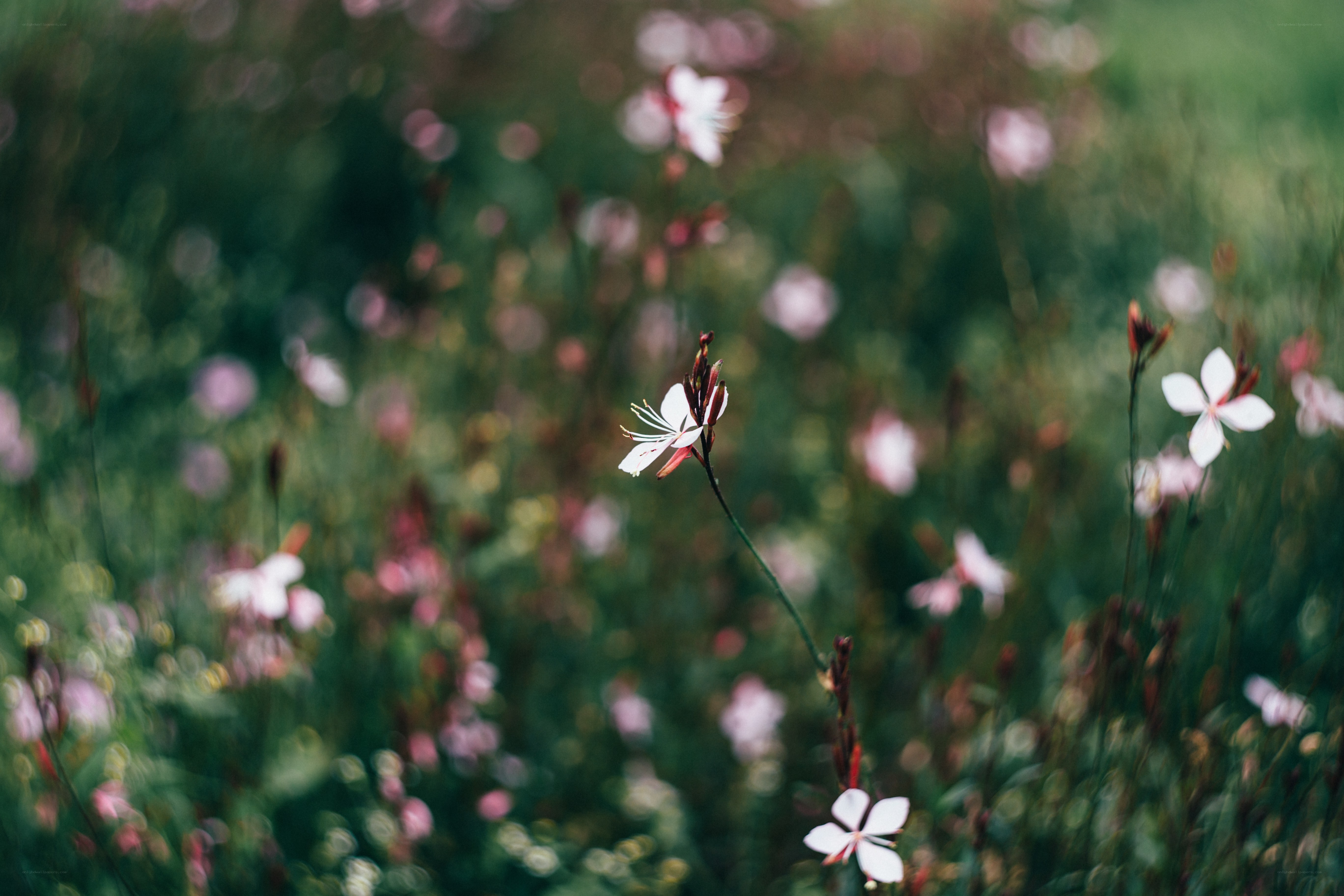 White flowers in a meadow