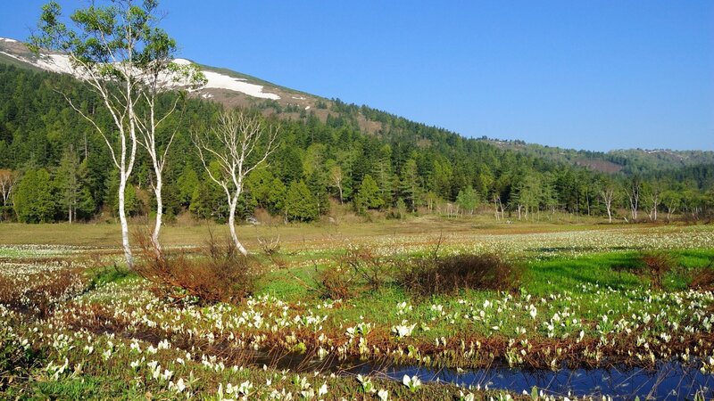 White flowers in a mountain meadow