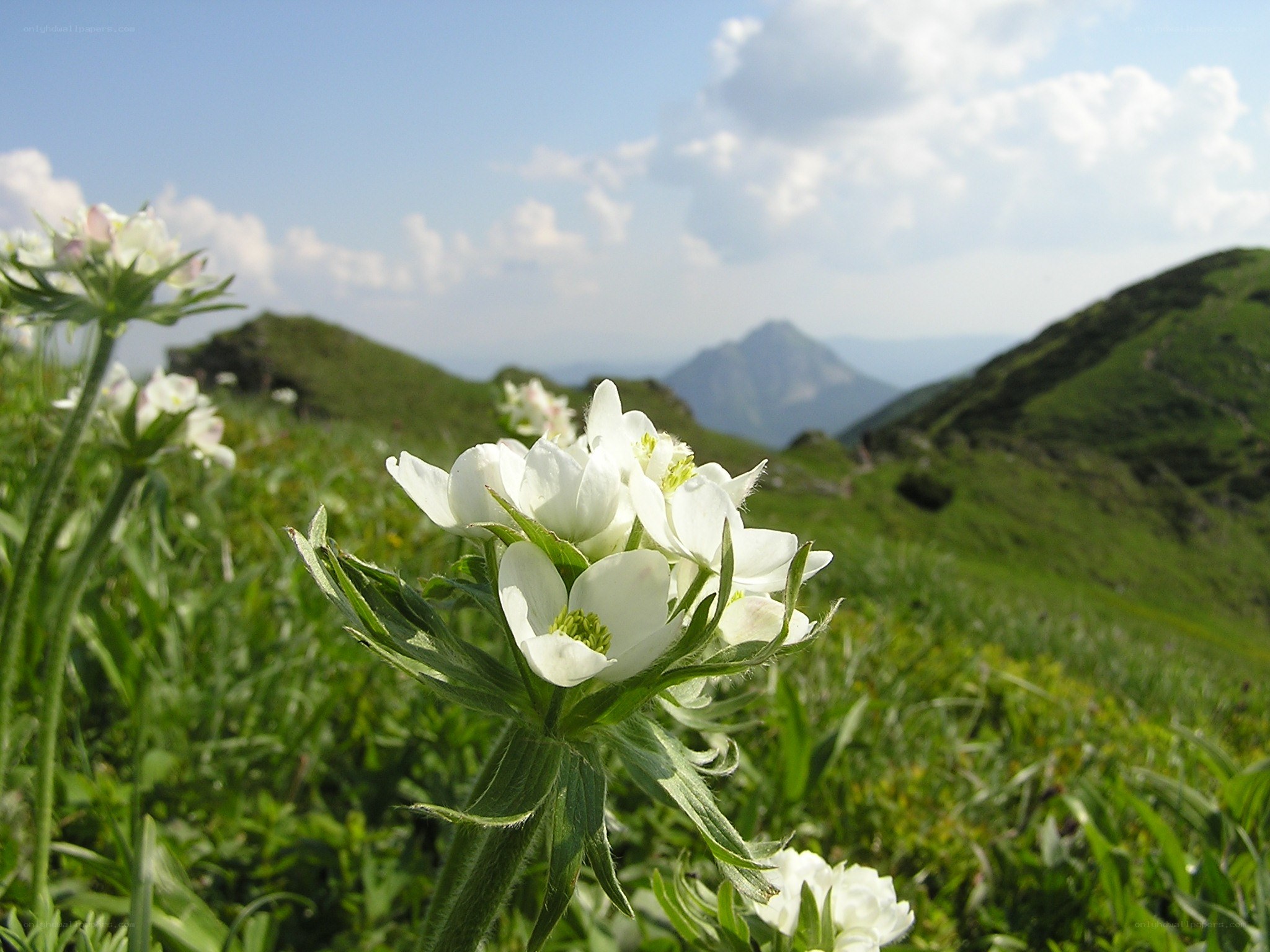 White flowers in a mountain meadow