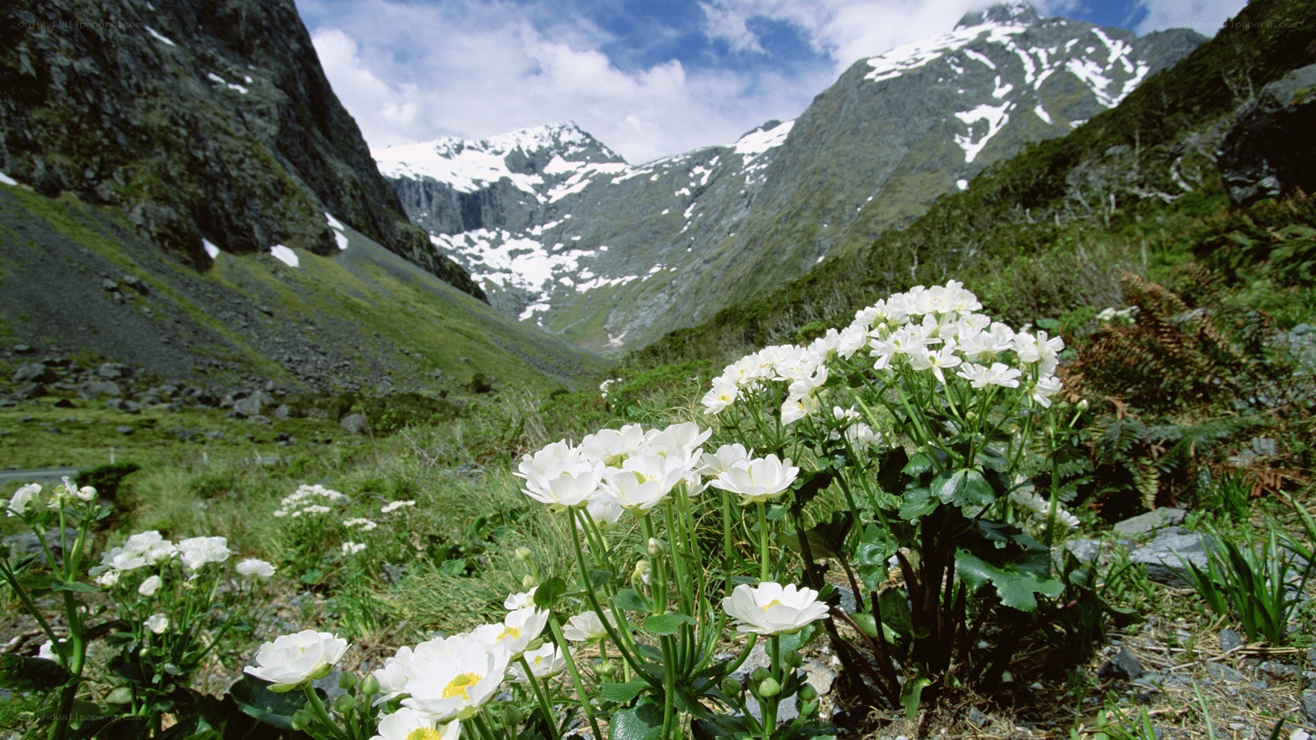 White flowers in a mountain valley