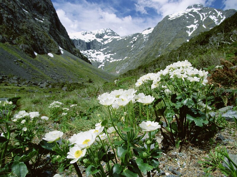 White flowers in a mountain valley
